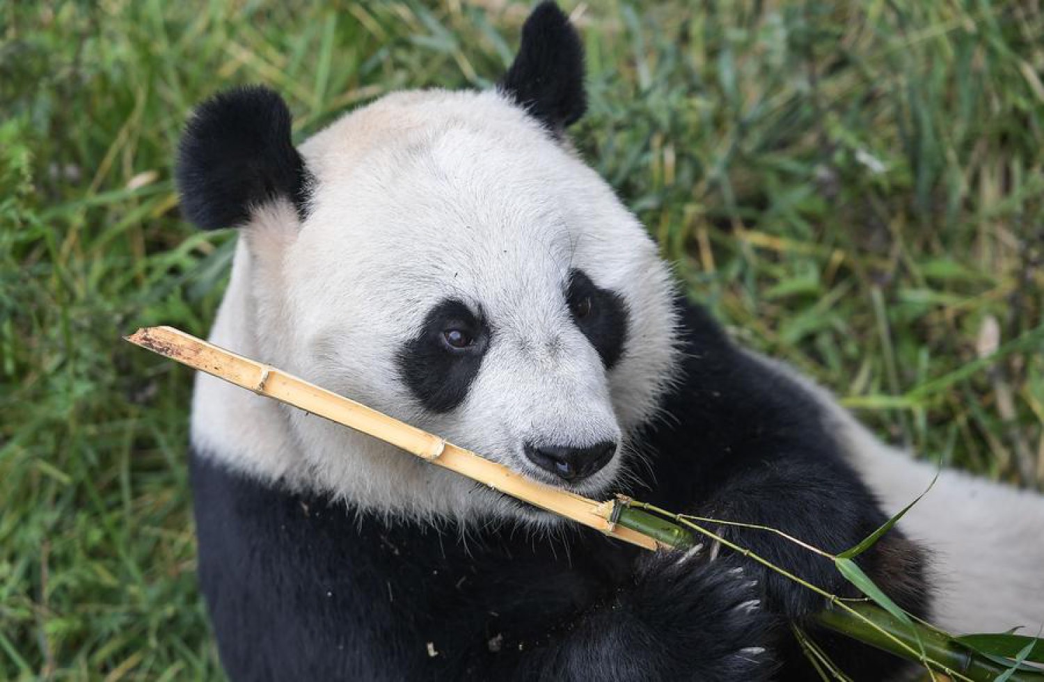 A giant panda eats bamboo at the China Conservation and Research Center for the Giant Panda in Wolong, Southwest China's Sichuan province, Sept 26, 2017. [Photo/Xinhua]