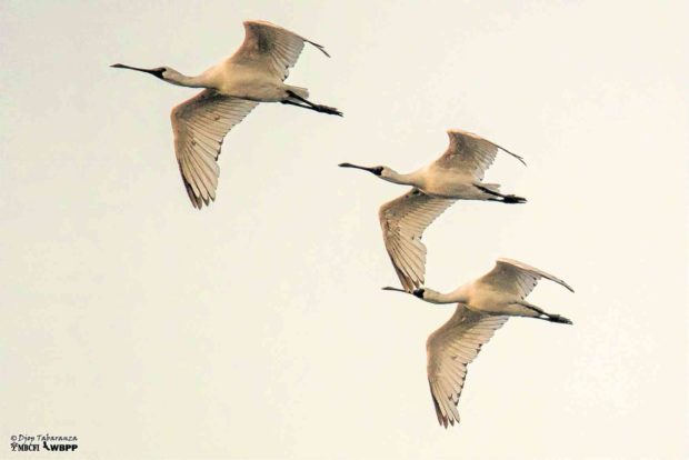 Rare migratory birds sighted flying over Pampanga islet