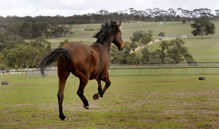 Horse named 'Australian of the Year'