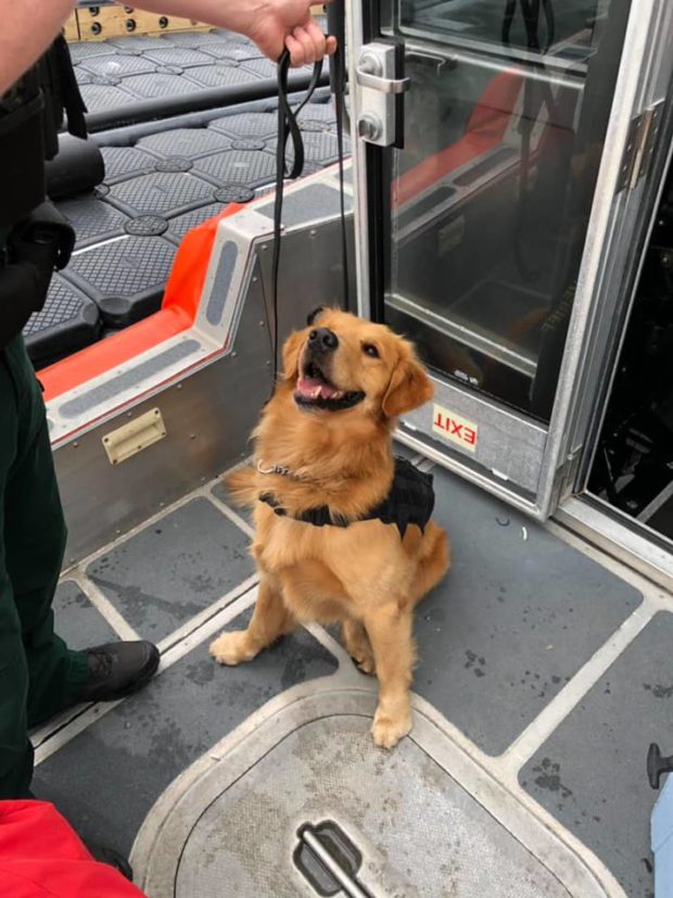 police dog, Brevard County Sheriff's Office K-9 Jake