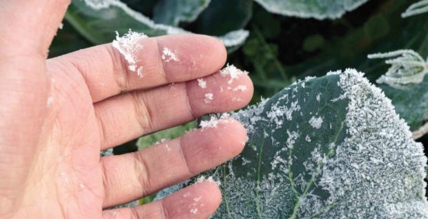 Frost hits Benguet farms as temperature drops