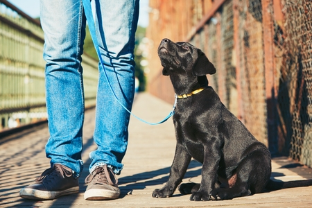 Iran capital bans dog-walking in public places