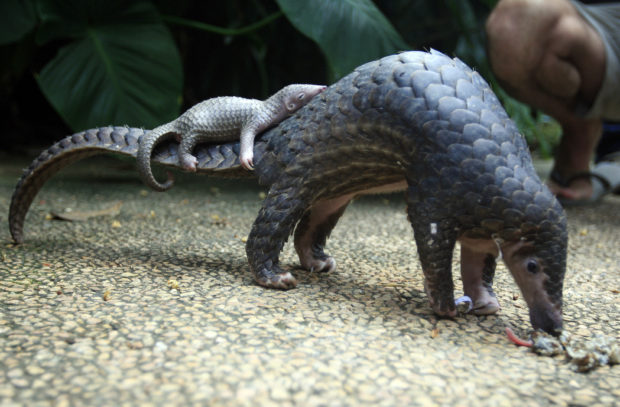 Pangolin identified as potential link for coronavirus spread