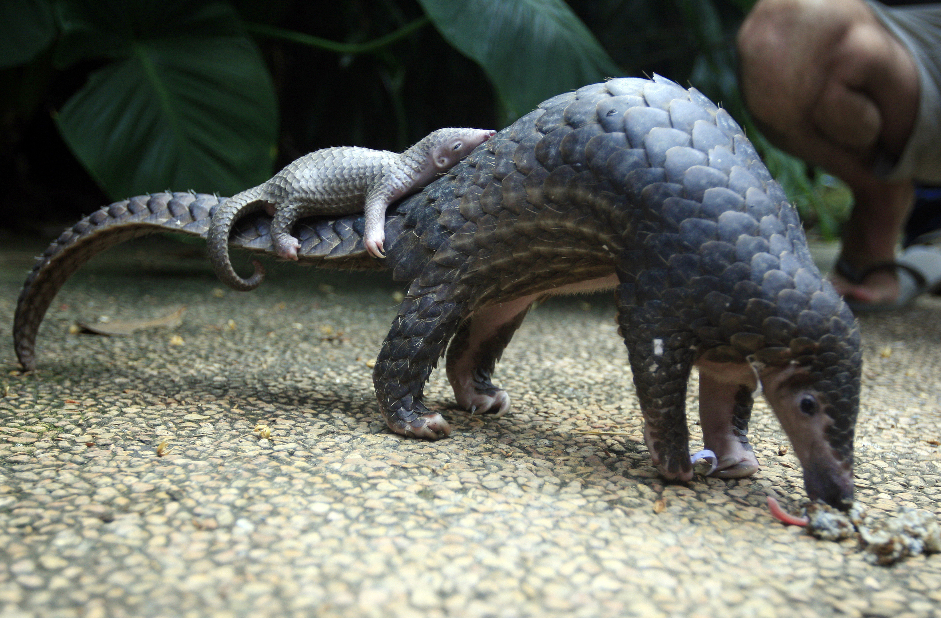 Rare Pangolins Languish In China Wildlife Rescue System | Inquirer ...