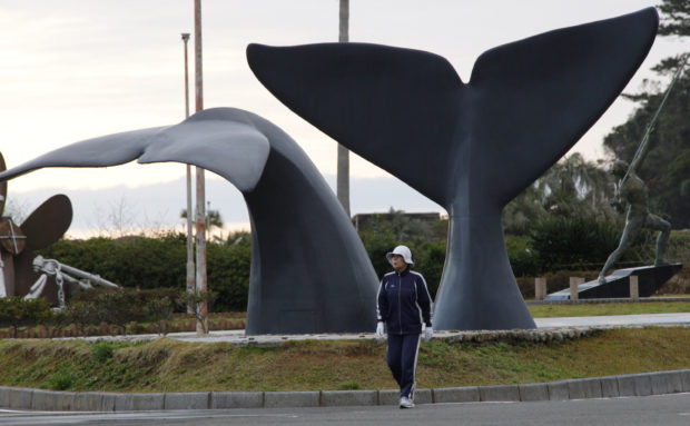 Japan whalers discuss plan to resume commercial hunt July 1