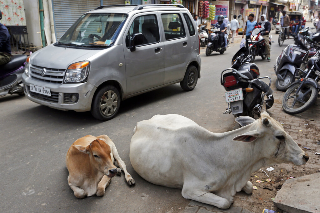 Stray cows to be bar coded in Indian state to counter menace