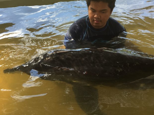Rescued blind dolphin in Pangasinan dies after eating garbage