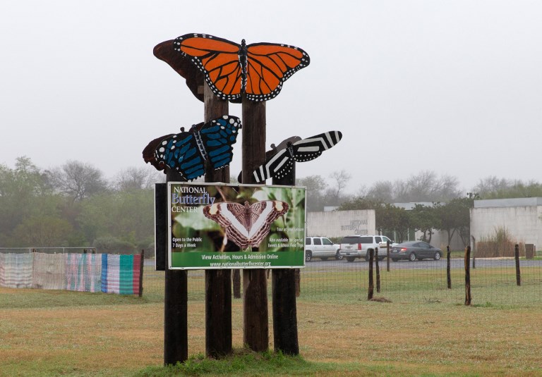 Butterflies unlikely victims of Trump’s border wall