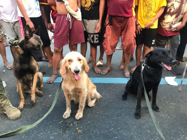 These adorable dogs secure people's safety during Traslacion 2019
