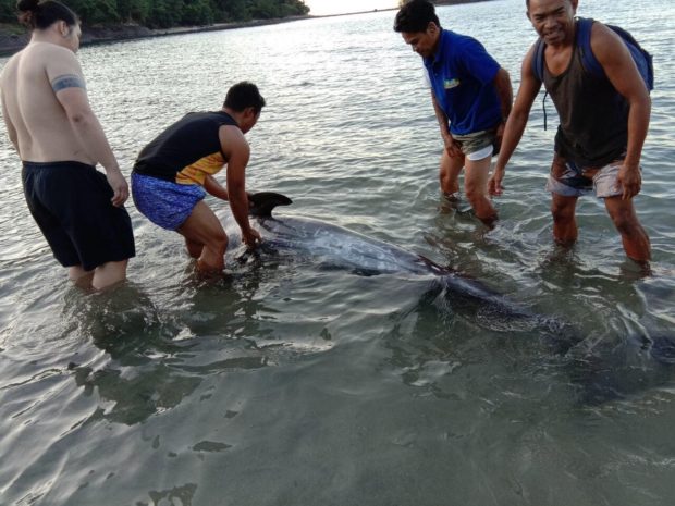 LOOK: DENR, locals rescue seriously injured dolphin in Bataan