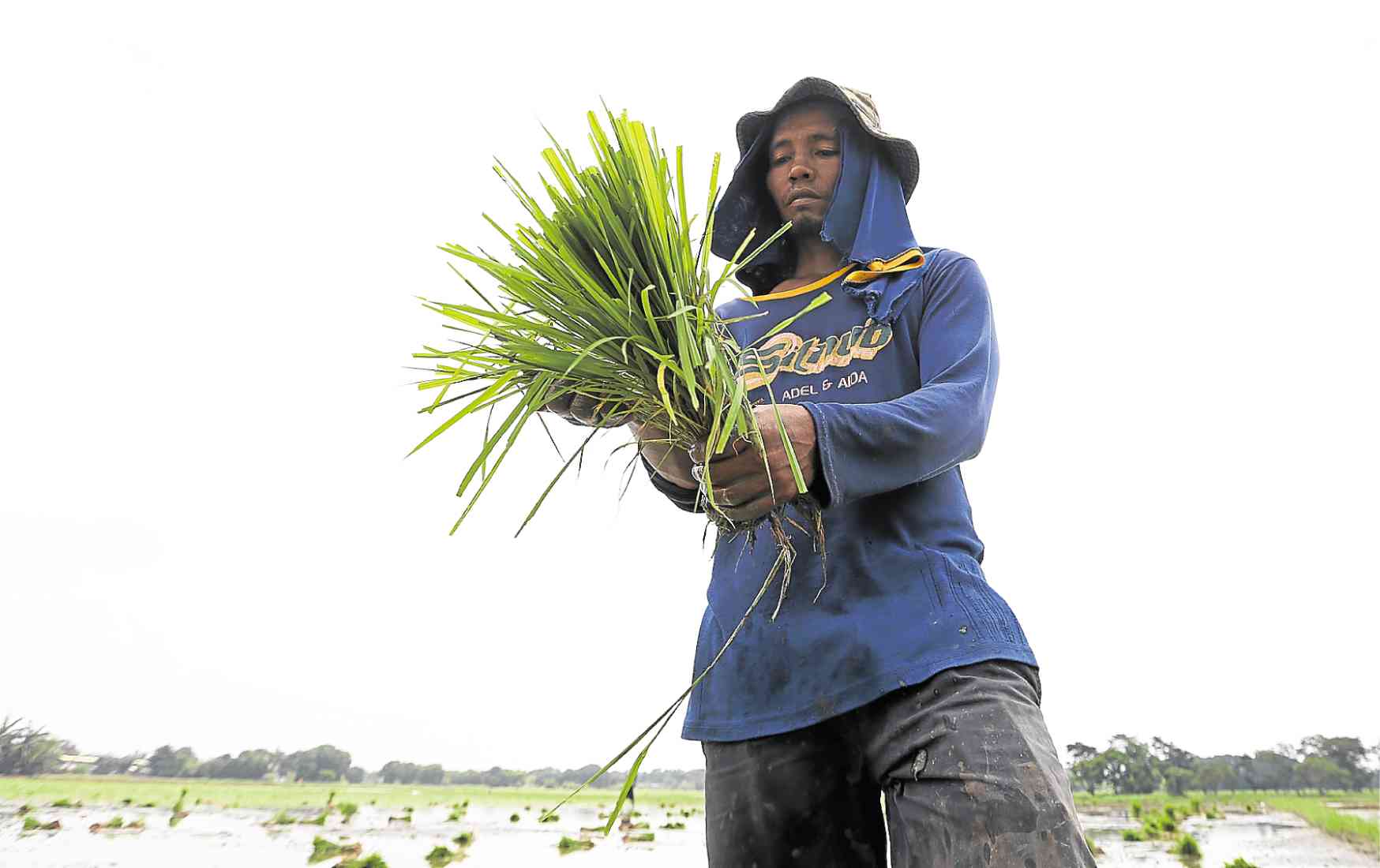 Storm-hit Bicol farmers get P36M in rice, corn, vegetable seeds