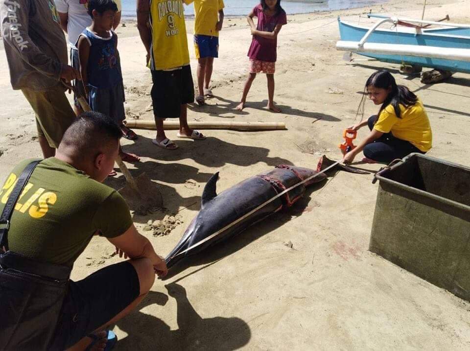 2 fishermen charged for killing spinner dolphin in Bohol town