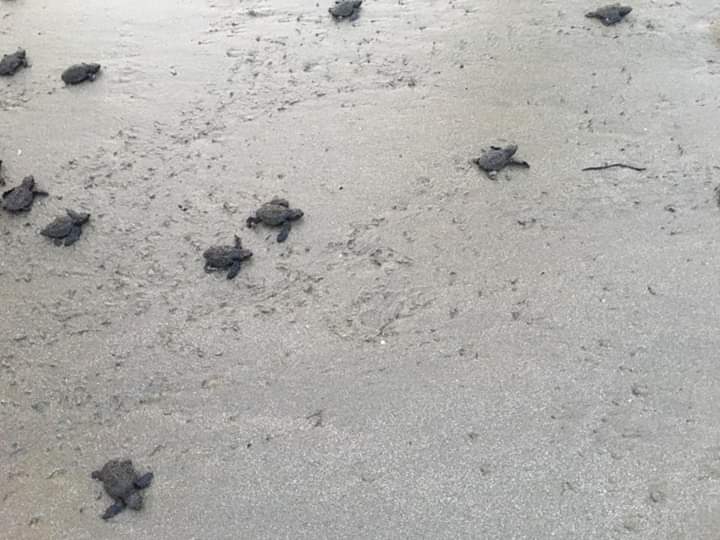 16 endangered baby turtles released to sea in Sorsogon town