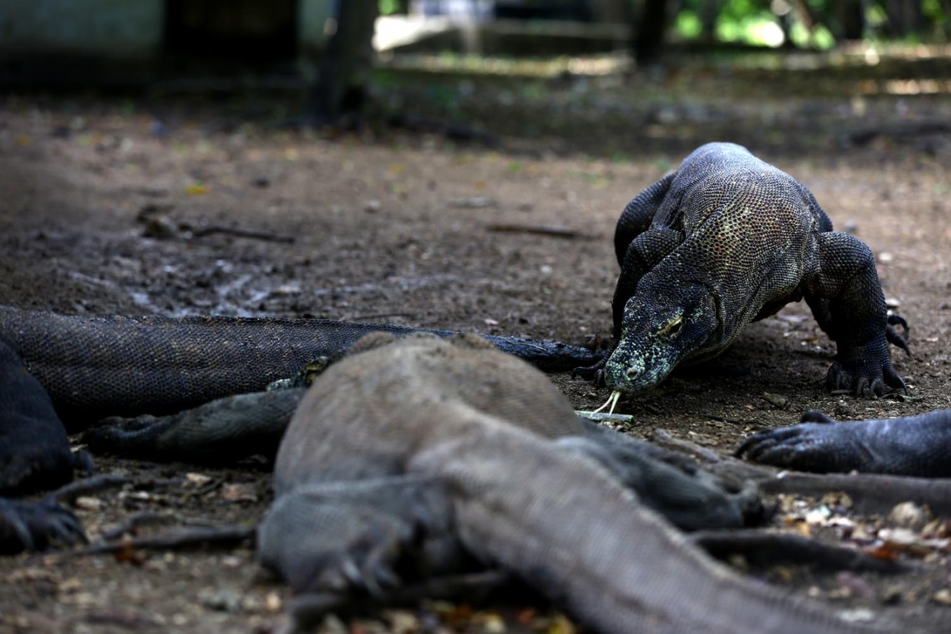 Indonesia’s Komodo National Park to be closed 1 year for habitat restoration