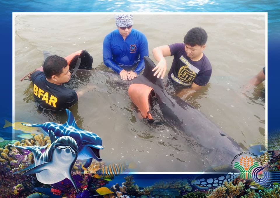 Melon-headed whale dies of starvation in Tacloban