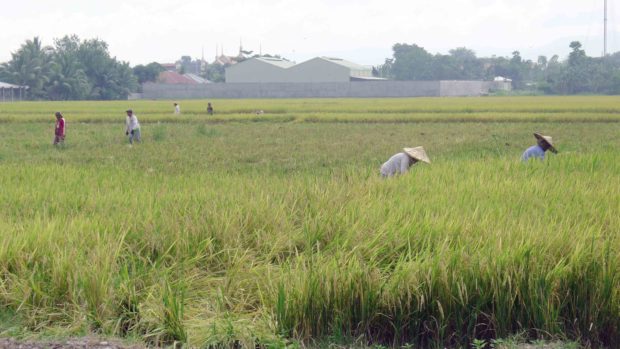Palay prices fall to P14 per kg, but farmers given hope