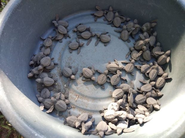 68 baby sea turtles released to sea in Oriental Mindoro town
