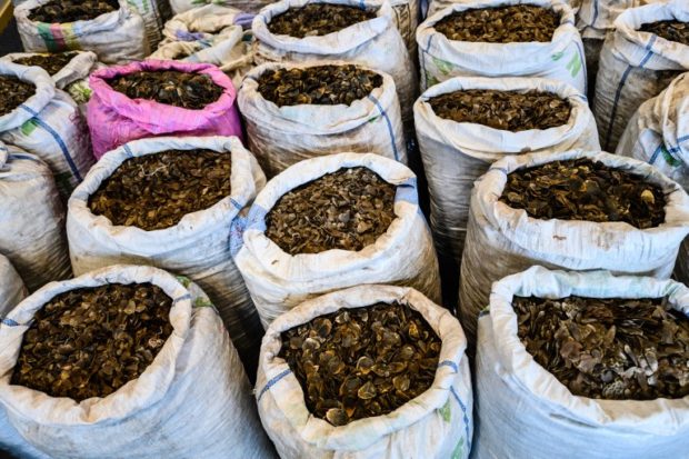 Hong Kong seizes record eight tons of pangolin scales