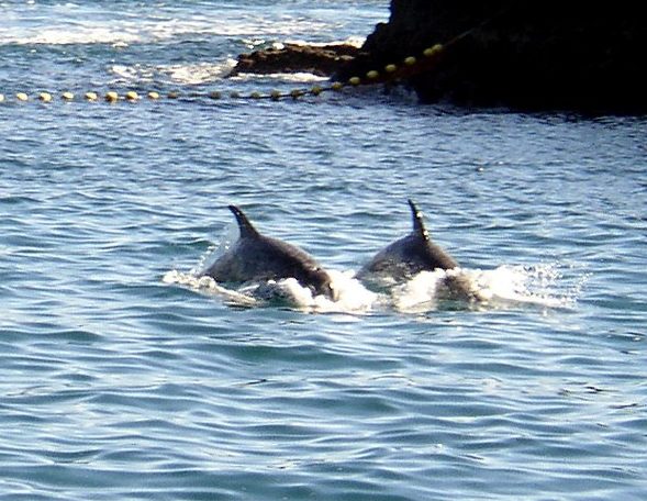 Activists file suit to stop dolphin hunting in Japan