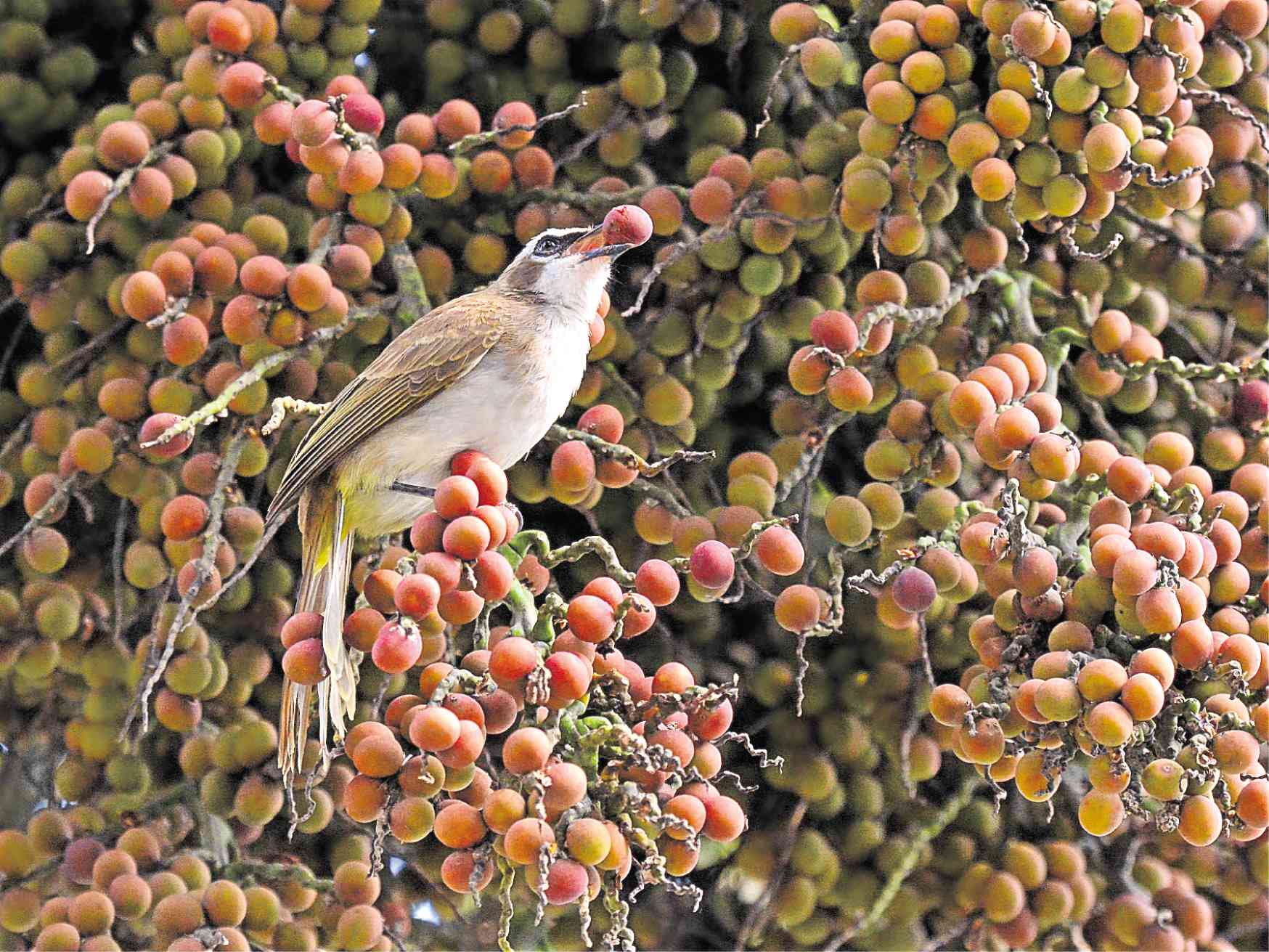 See that ‘pokpok’? The thrills and trills of UP bird-watching
