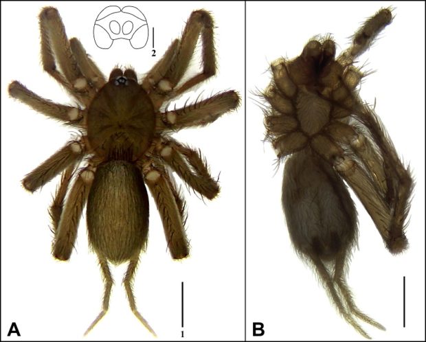 New spider species named after legendary warrior Urduja