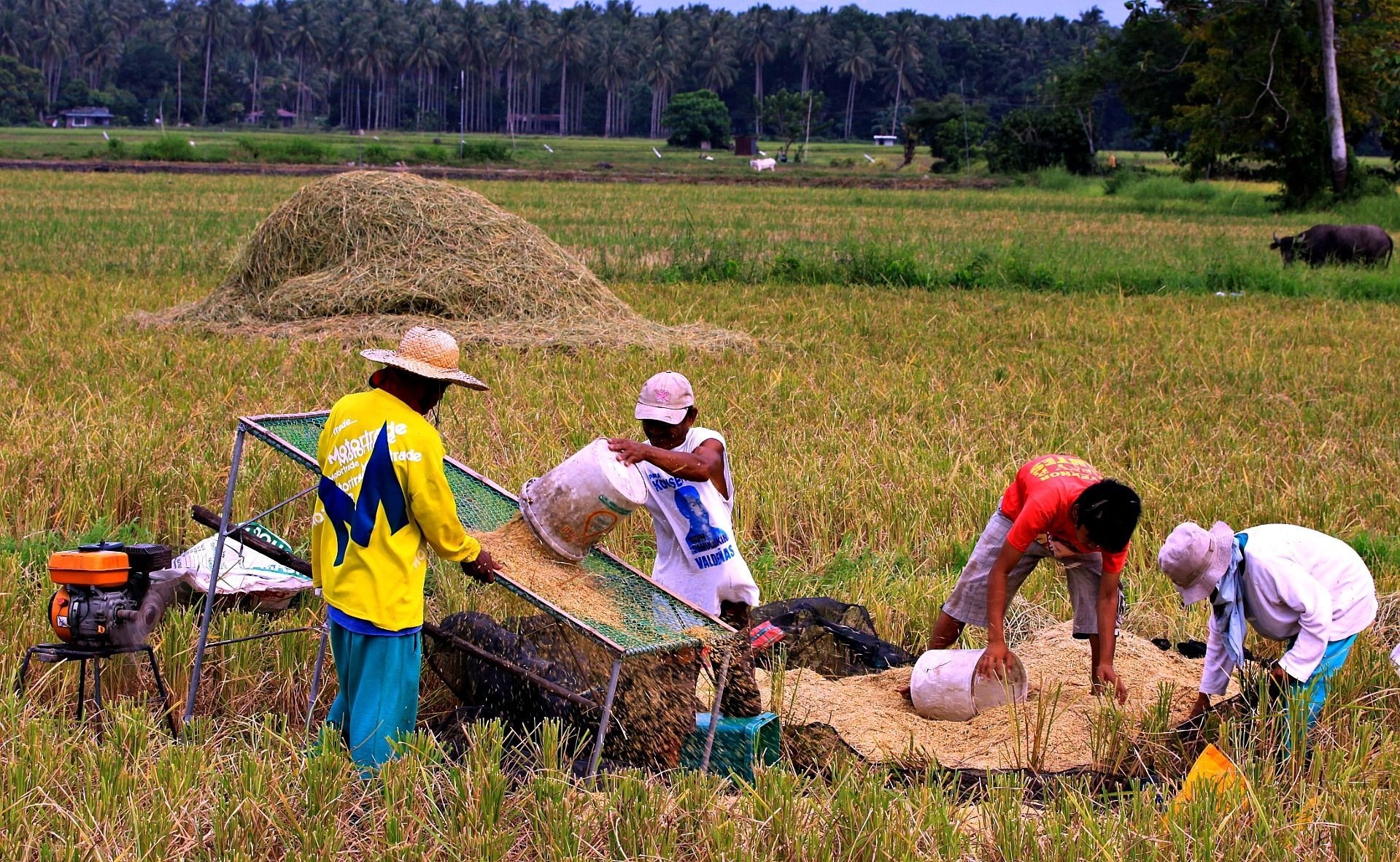 Rice tariffication law: Farmers worry; lawmakers wary