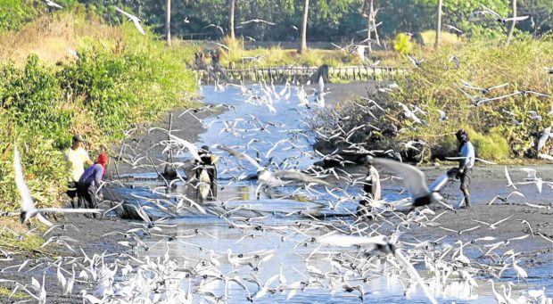 More bird species seen in Pangasinan wetlands