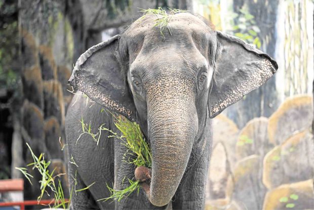 Manila Zoo chief vet: Elephant Mali may have died of heart failure