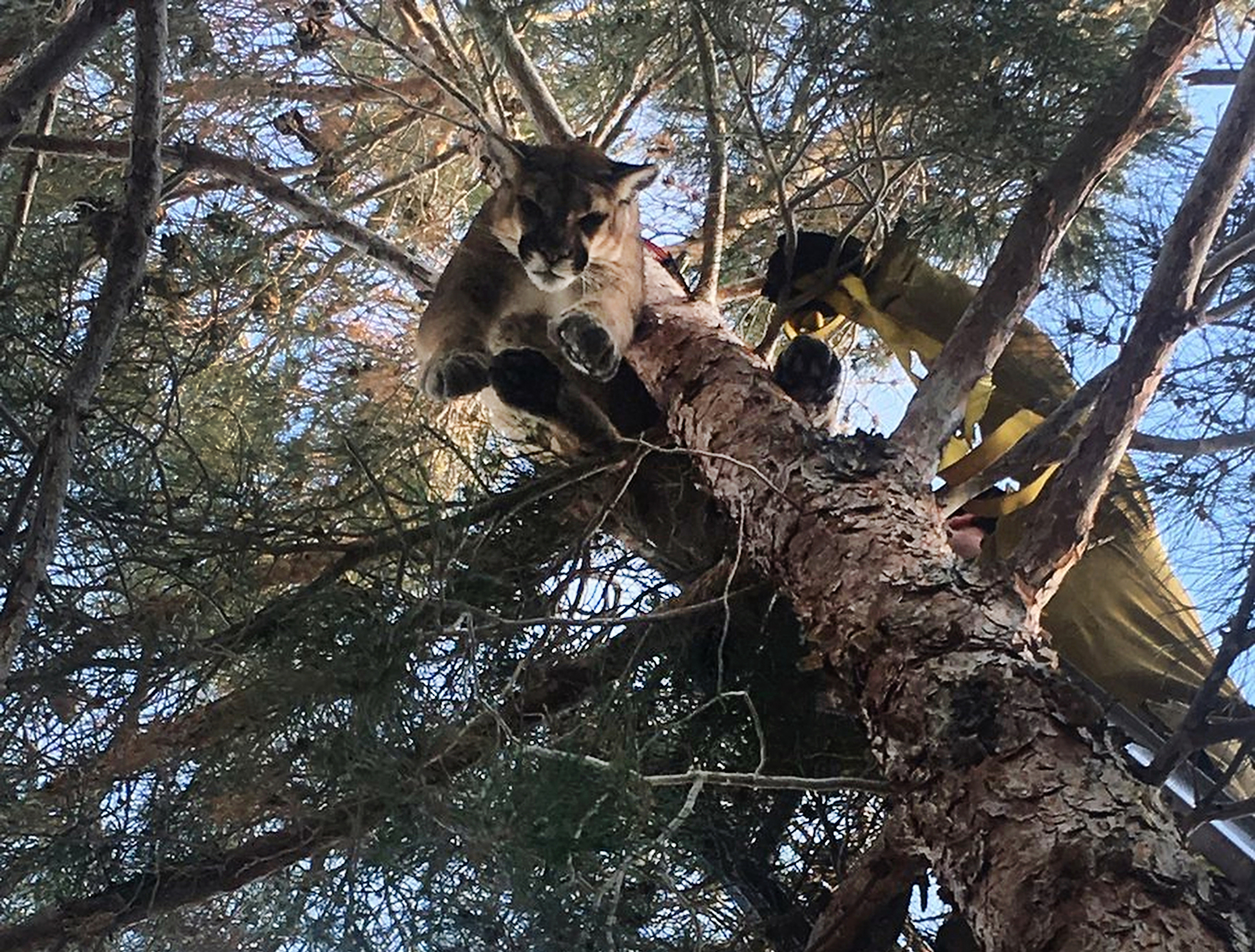 ‘Big cat’ on tree causes stir in California