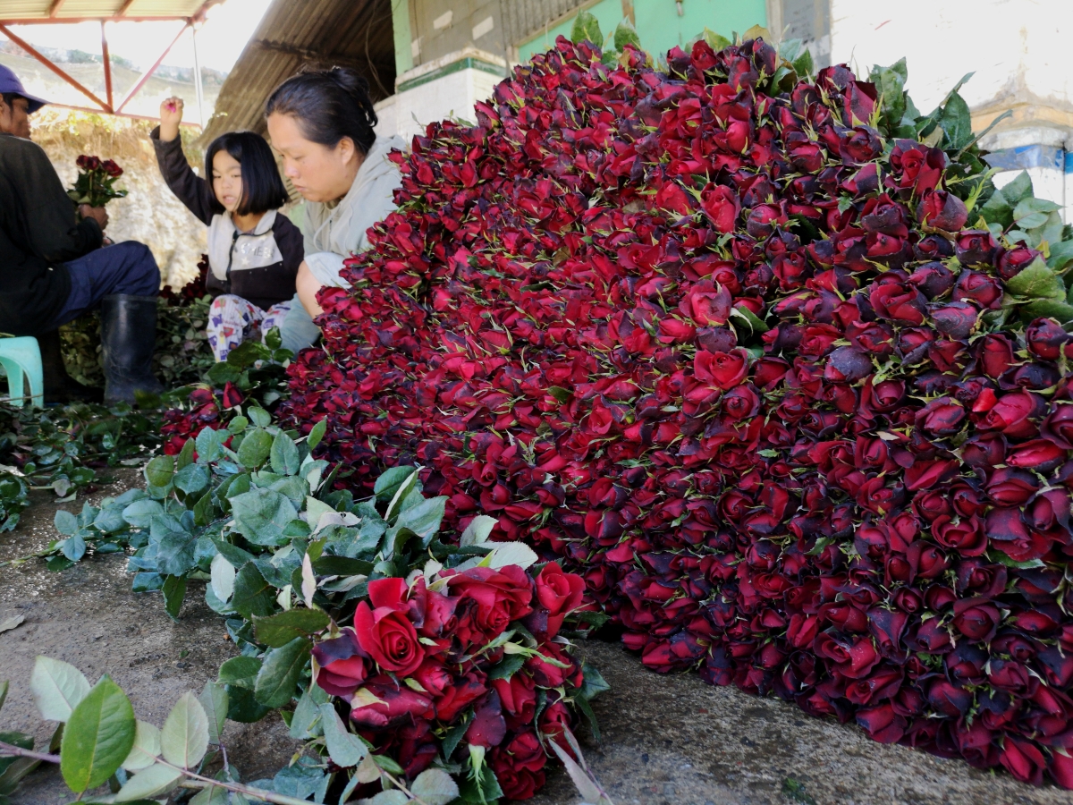 Prices of Benguet fresh flowers soar ahead of Valentine's Day
