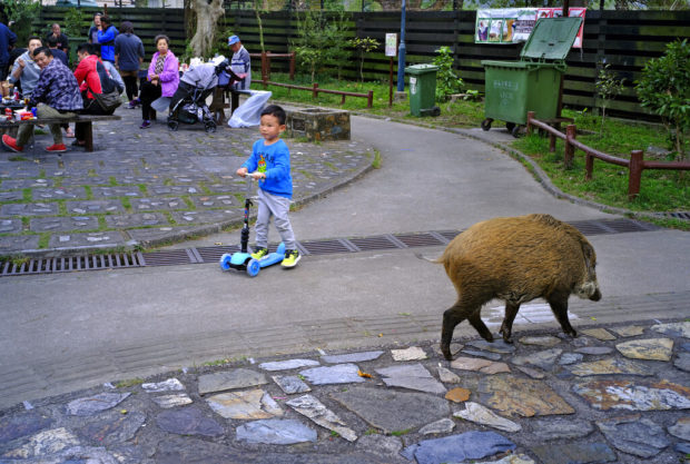  In the year of the pig, Hong Kong debates its boar problem