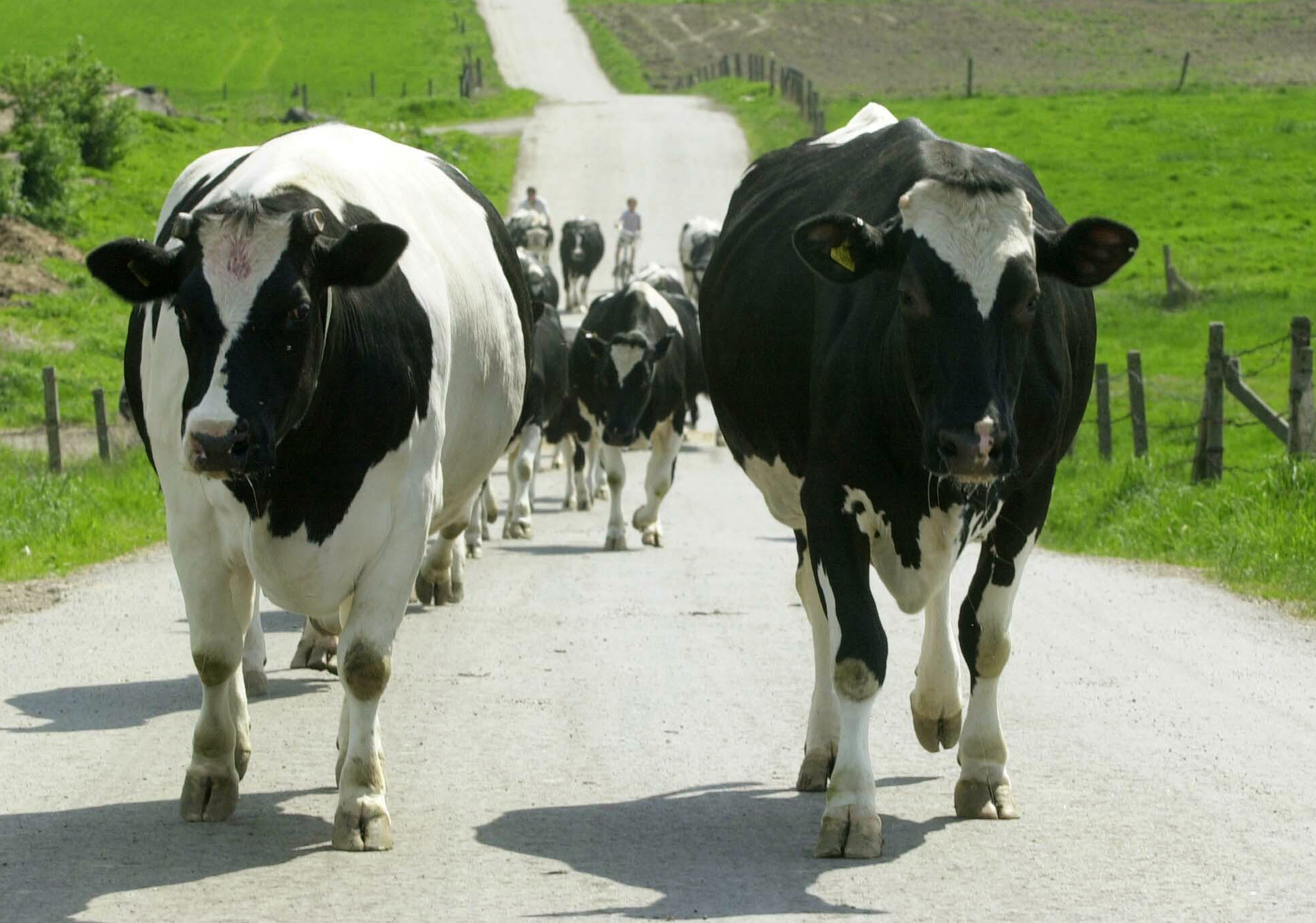 Poland exported 5,500 pounds of meat from sick cows to EU