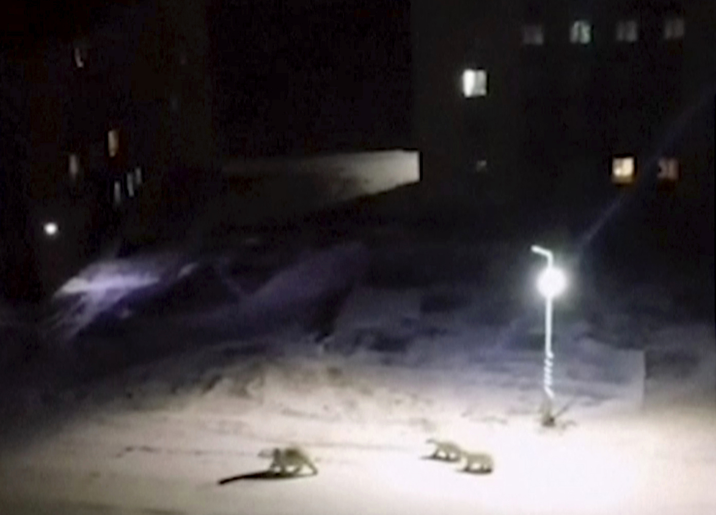 Polar bears invade Russian town; locals delighted but wary