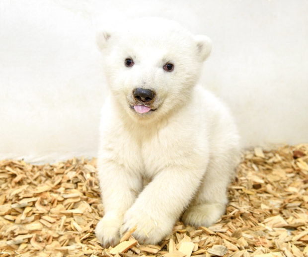 It's a girl! Berlin zoo's baby polar bear has 1st checkup