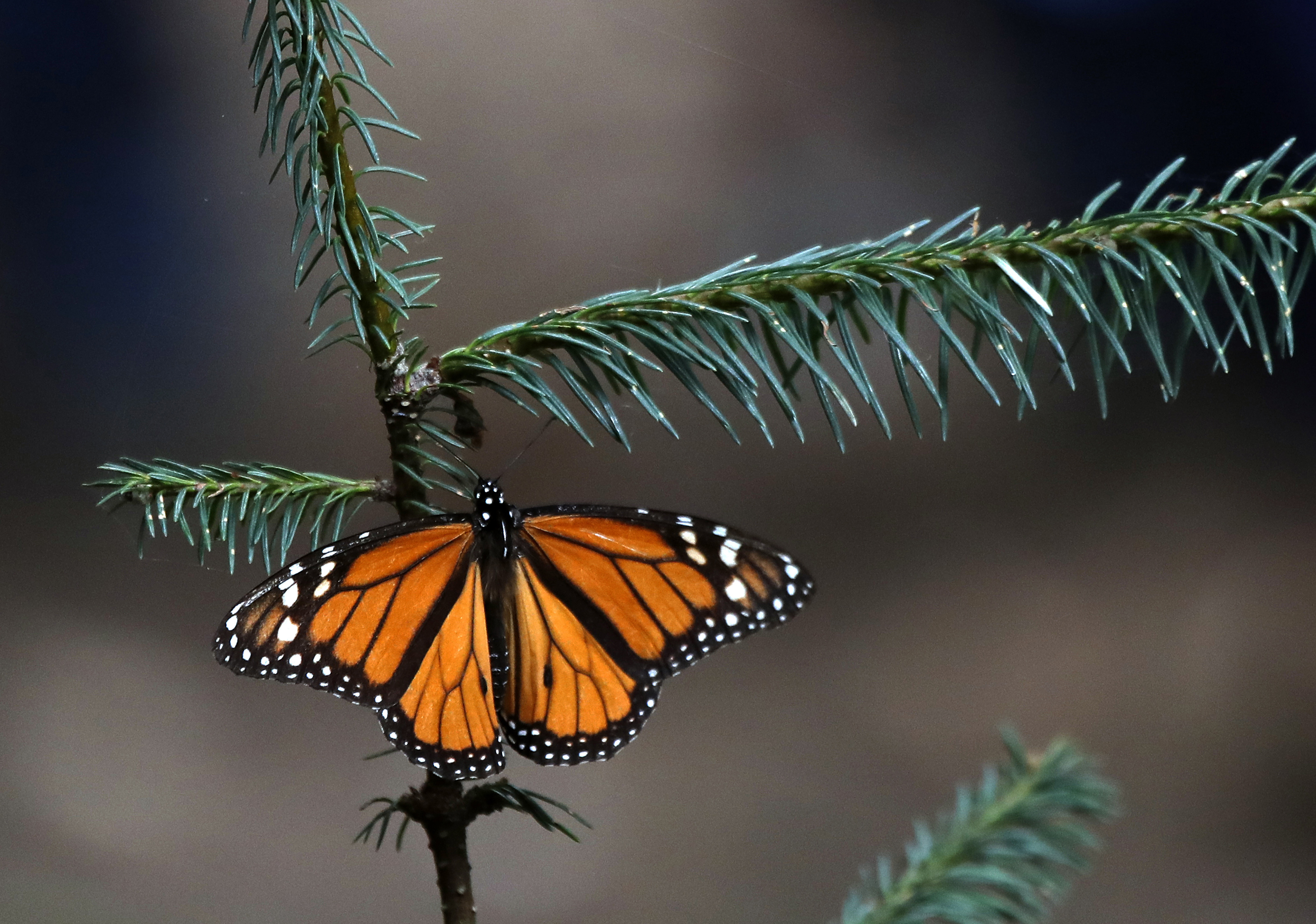Locals find monarch colony in Mexico after yearslong search