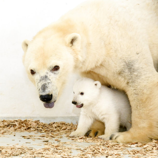 Berlin's polar bear cub growing fast, public debut soon