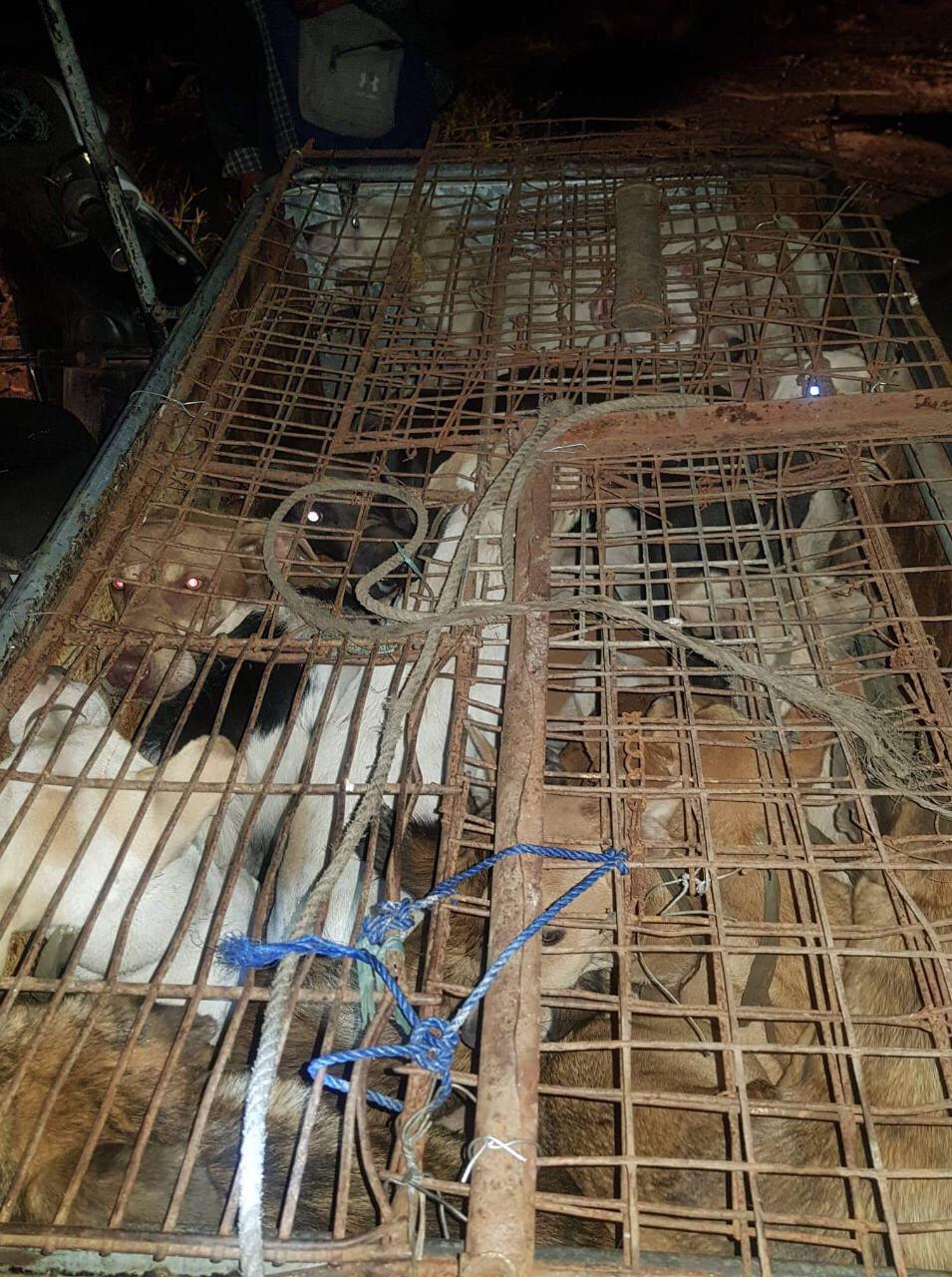 These dogs cram inside a motorcycle sidecar being used as a cage in a facility selling dog meat in the province of Batangas. The CIDG rescued the dogs in an operation on Friday, Feb. 1, 2019. Photo courtesy of CIDG Batangas