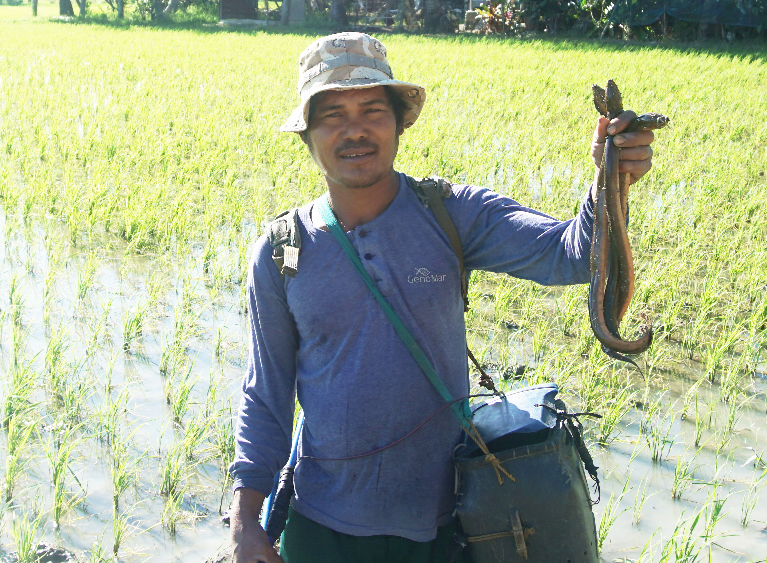 Swamp eels: From bane to boon for farmers