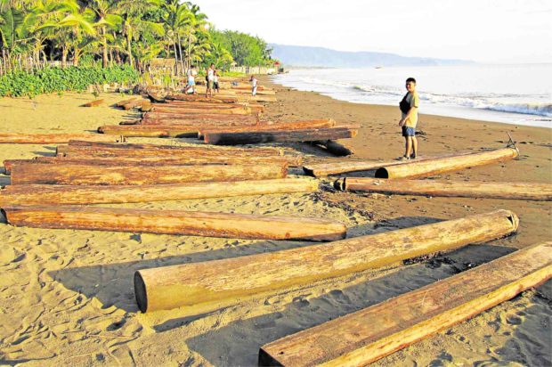 Polls, illegal logging surge linked