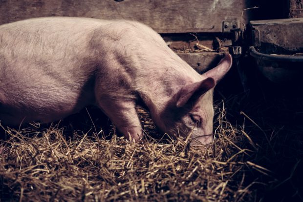 Woman eaten alive by pigs after having seizure