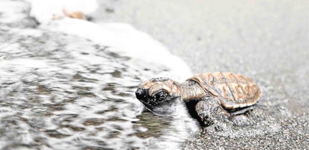 Misamis town scores conservation point for turtle release