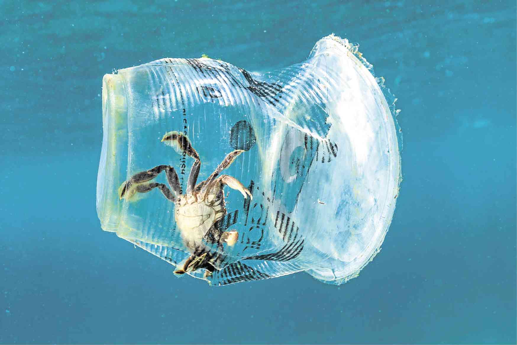PH marine life center not spared from plastic
