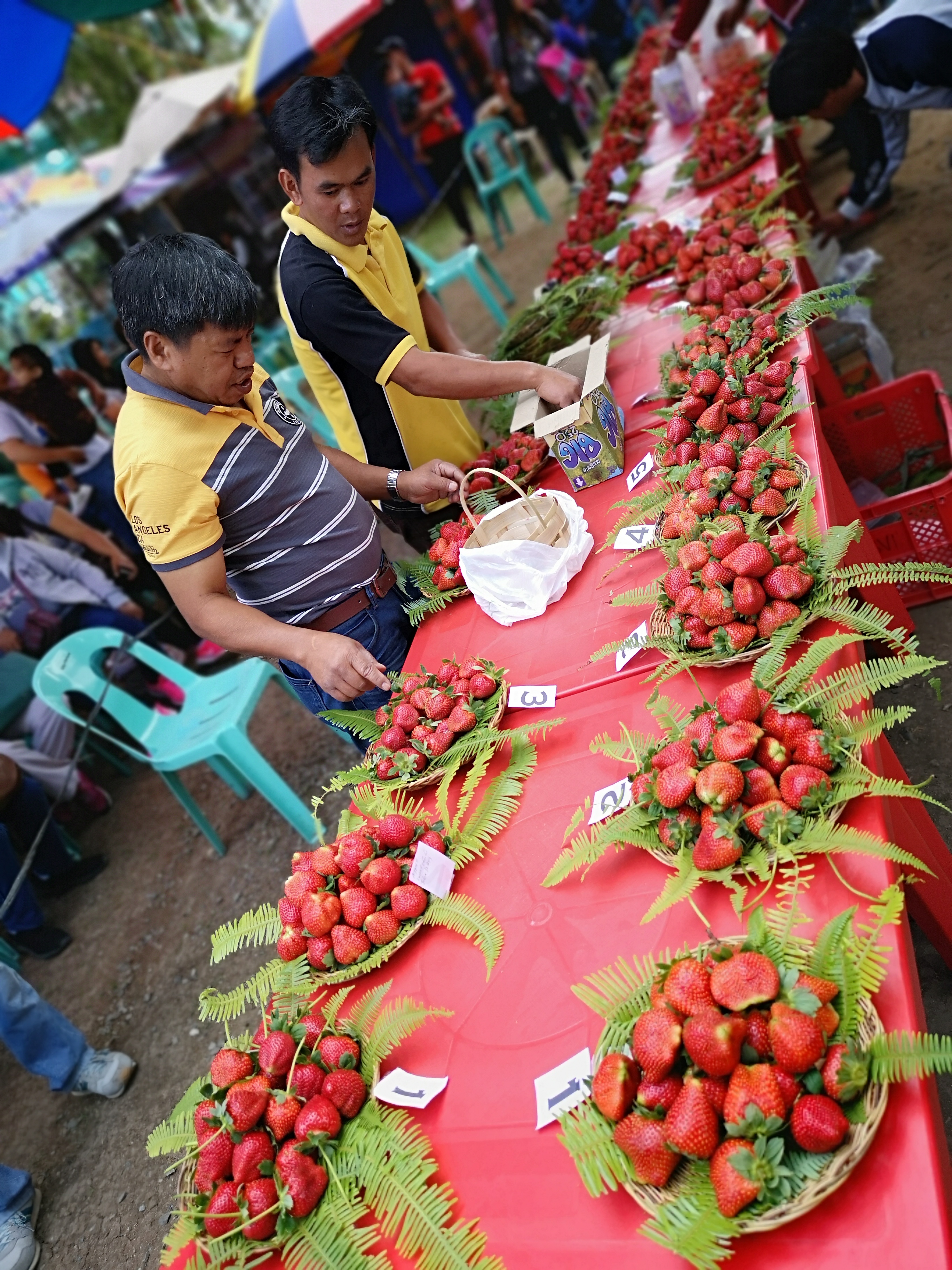 After flowerfest, tourists drawn to Strawberry Fest in Benguet capital