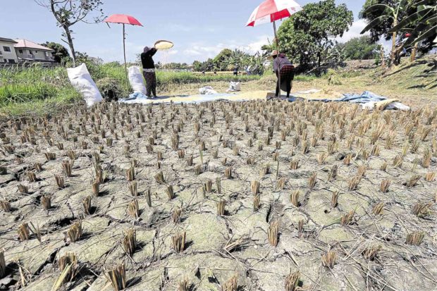 El Niño: Cebu allots P20M to aid farmers