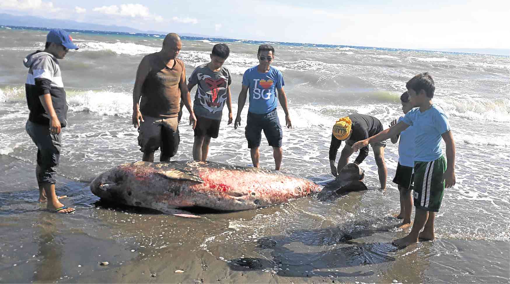 Alarm raised as marine animals turn up dead on Sarangani shore