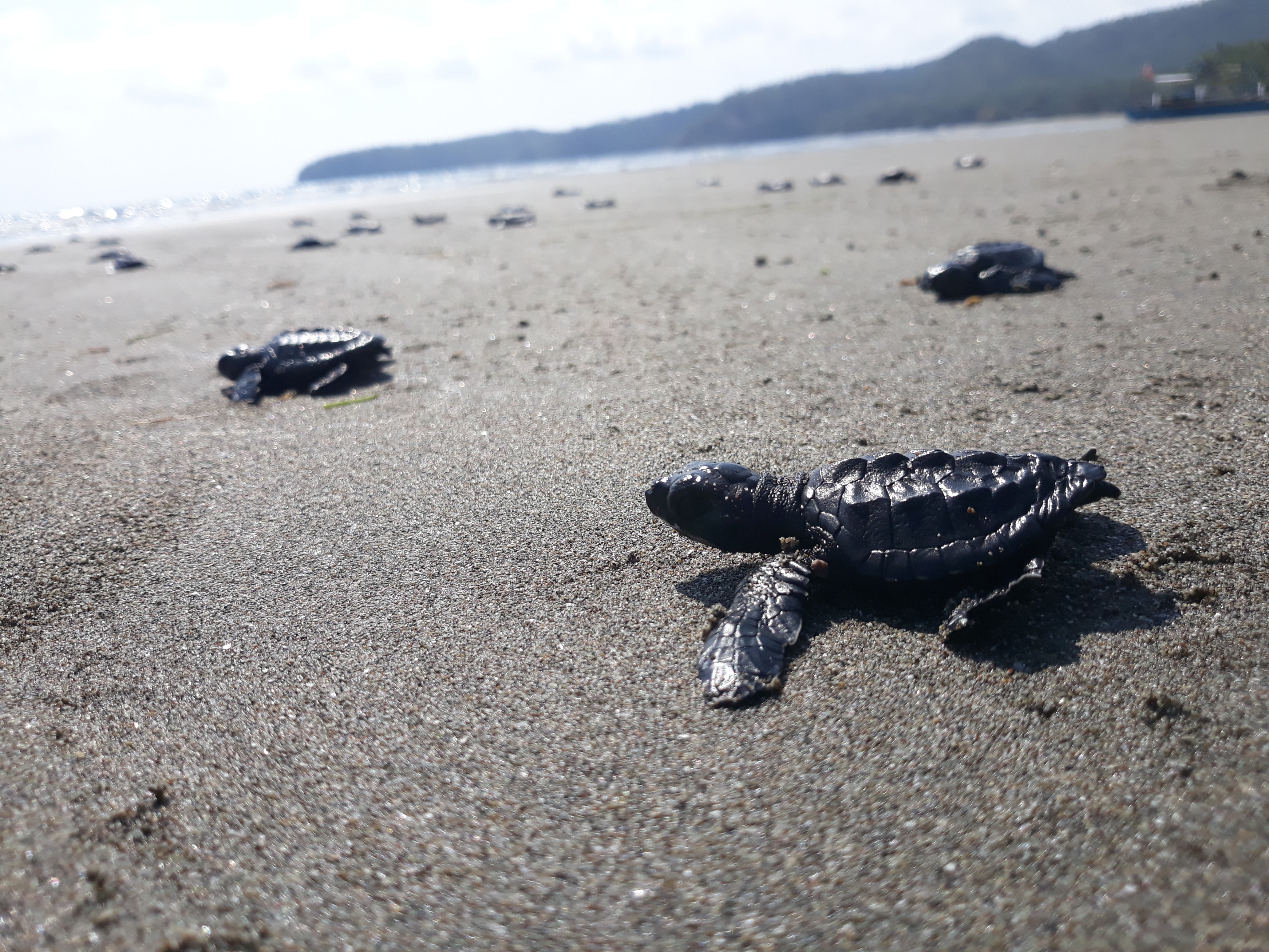 ‘May your tribe increase’: Send-off for 84 baby turtles