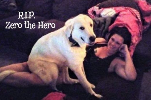 Heroic dog Zero