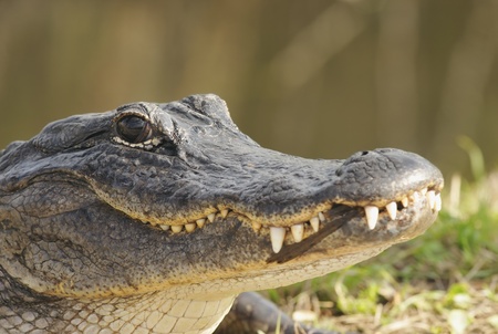 alligator Florida
