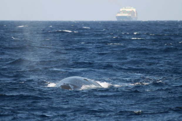 Unusual alliance in Sri Lanka forged to save blue whales