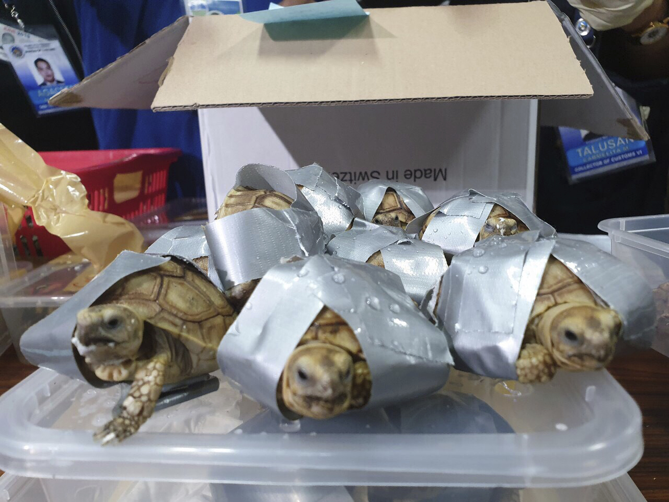 Over 1,500 turtles found inside luggage at NAIA